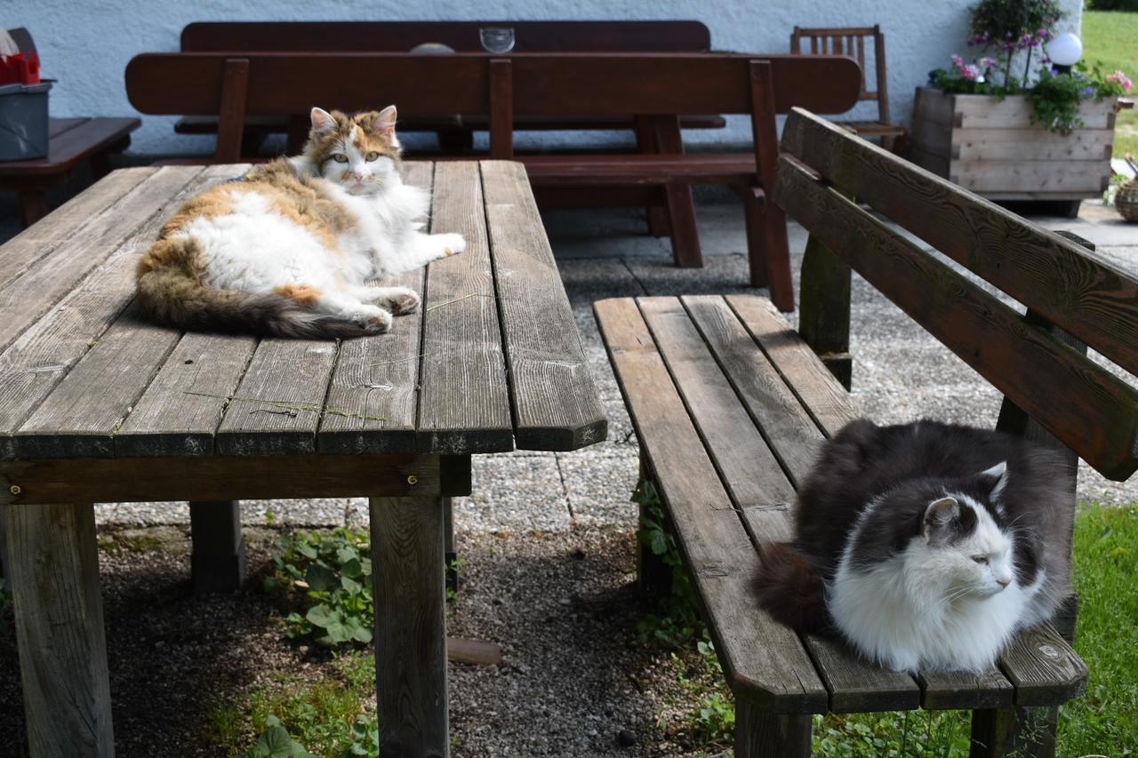 Ferienwohnung Grubinger Unterach am Attersee Exterior foto